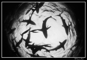 Sharkwater... by Dray Van Beeck 